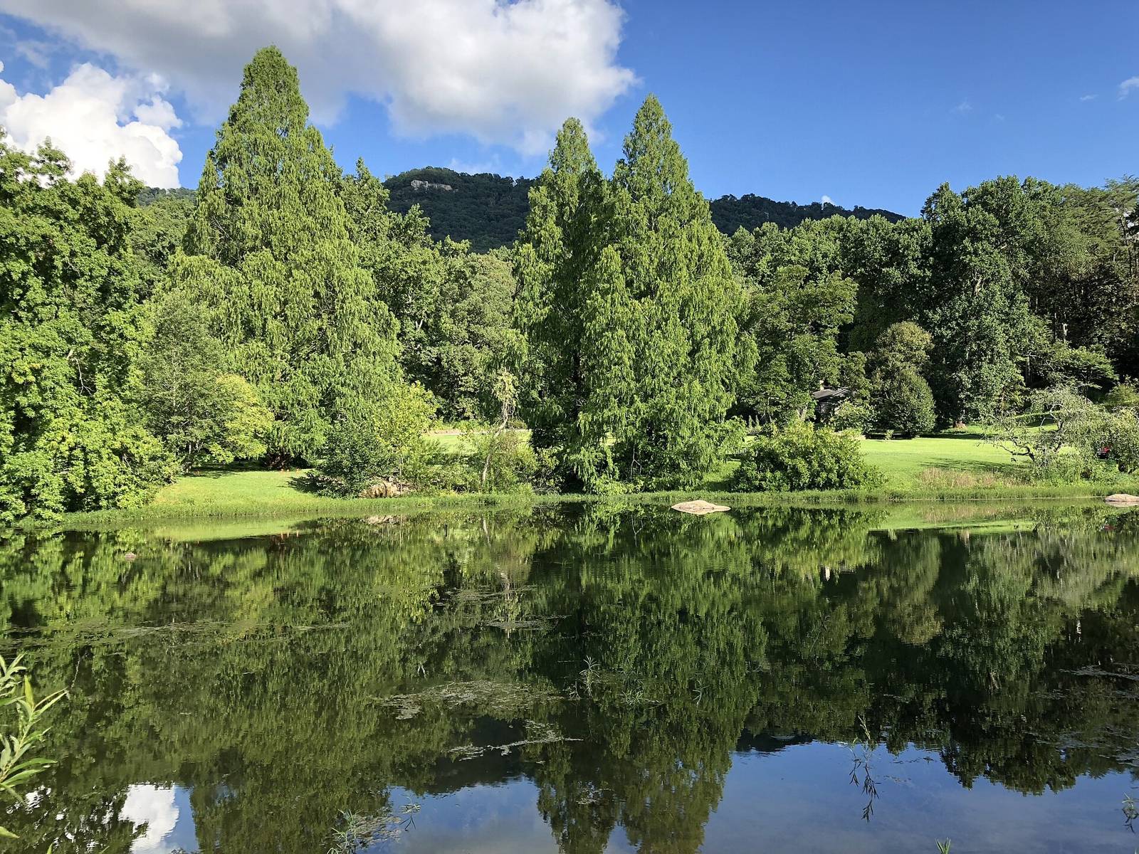 Dawn redwoods reflected in the upper lake at Reflection Riding Arboretum